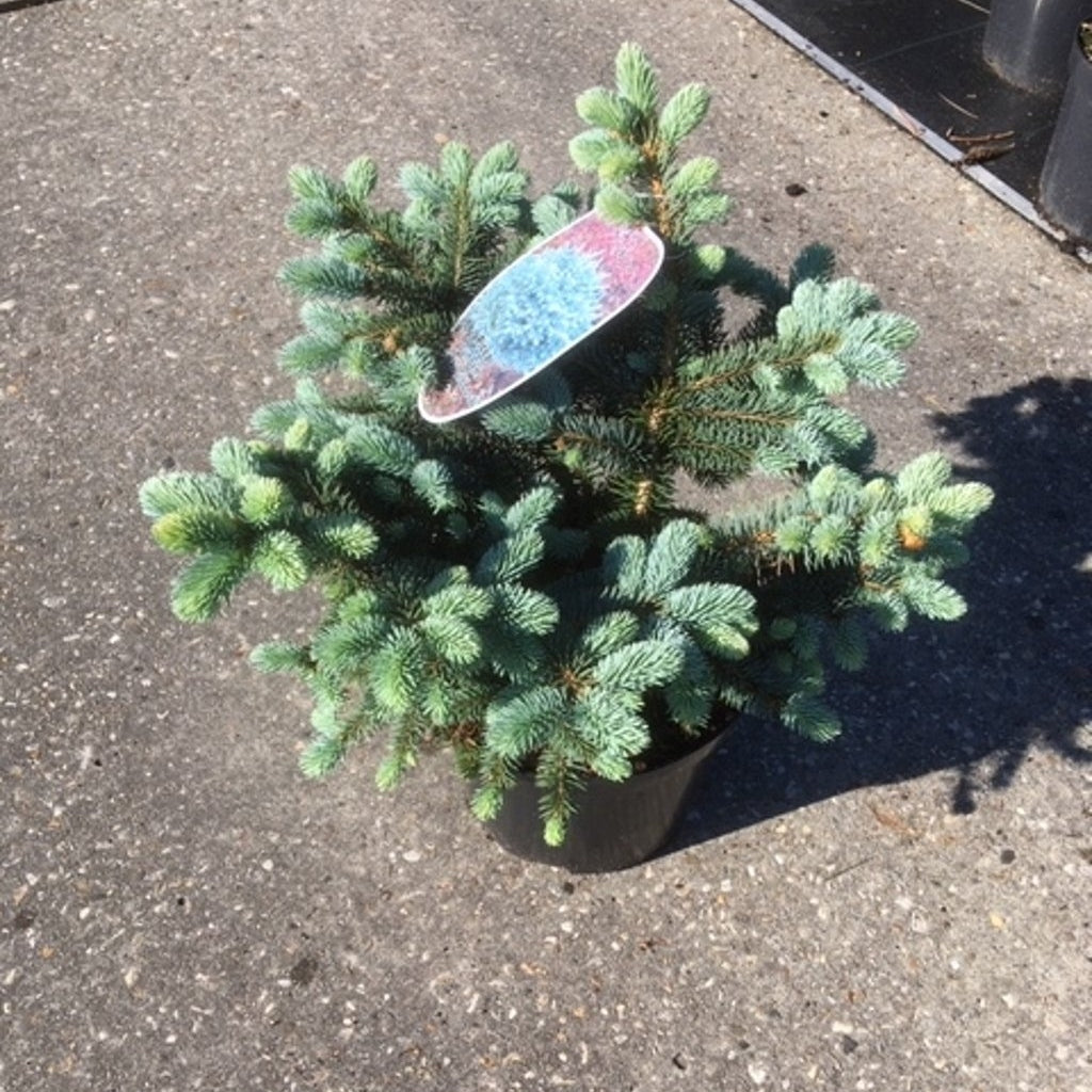 Blågran – Picea pungens 'Glauca Globosa' - C7.5 40-50 CM